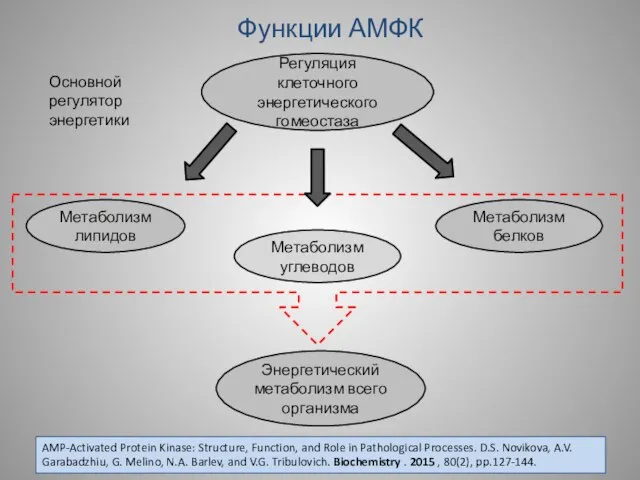 Функции АМФК Метаболизм липидов Метаболизм белков Метаболизм углеводов Энергетический метаболизм всего организма