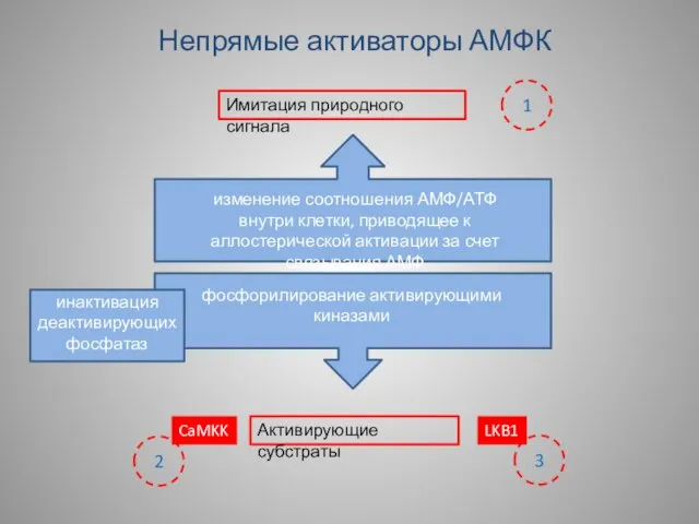 Непрямые активаторы АМФК Имитация природного сигнала Активирующие субстраты изменение соотношения АМФ/АТФ внутри