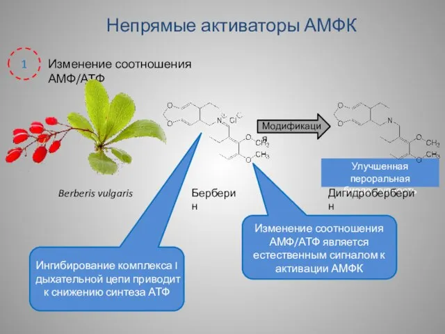 Улучшенная пероральная биодоступность Непрямые активаторы АМФК Изменение соотношения АМФ/АТФ Berberis vulgaris 1
