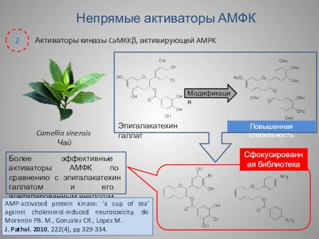 Активаторы киназы CaMKKβ, активирующей AMPK 2 Непрямые активаторы АМФК Camellia sinensis Чай