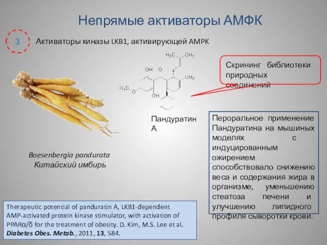 Boesenbergia pandurata Китайский имбирь Пероральное применение Пандуратина на мышиных моделях с индуцированным