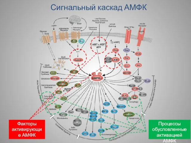 Сигнальный каскад АМФК Факторы активирующие АМФК Процессы обусловленные активацией АМФК