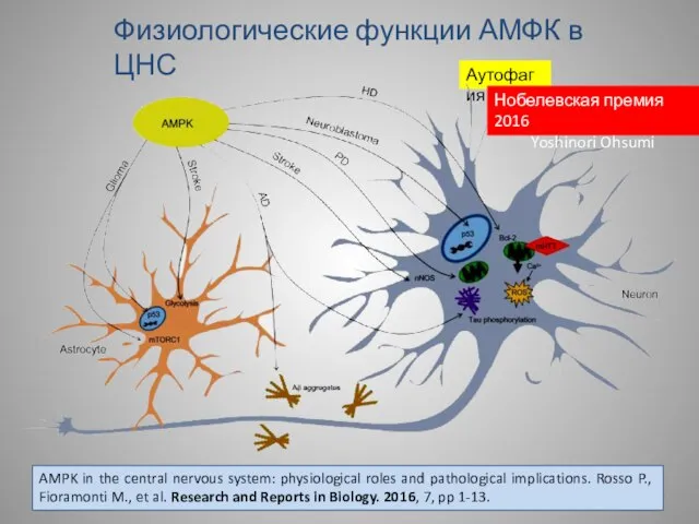 AMPK in the central nervous system: physiological roles and pathological implications. Rosso