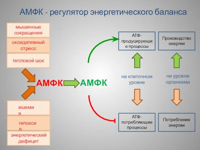 энергетический дефицит АМФК - регулятор энергетического баланса АМФК АТФ-продуцирующие процессы на клеточном