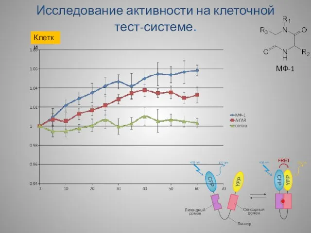 Исследование активности на клеточной тест-системе. Клетки МФ-1