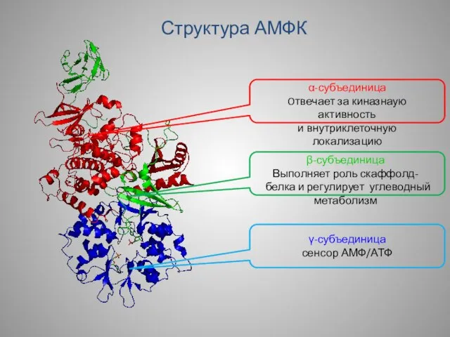 Структура АМФК α-субъединица Oтвечает за киназнаую активность и внутриклеточную локализацию β-субъединица Выполняет