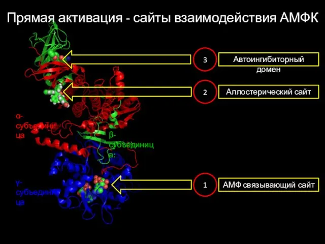 АМФ связывающий сайт Аллостерический сайт Автоингибиторный домен γ-субъединица β-субъединица: α-субъединица 1 2