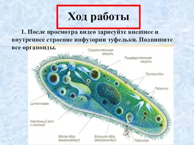 Ход работы 1. После просмотра видео зарисуйте внешнее и внутреннее строение инфузории туфельки. Подпишите все органоиды.