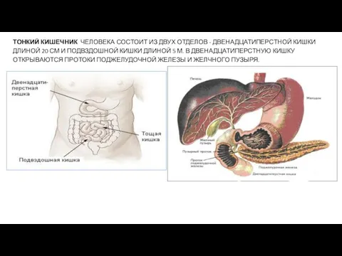 ТОНКИЙ КИШЕЧНИК ЧЕЛОВЕКА СОСТОИТ ИЗ ДВУХ ОТДЕЛОВ - ДВЕНАДЦАТИПЕРСТНОЙ КИШКИ ДЛИНОЙ 20