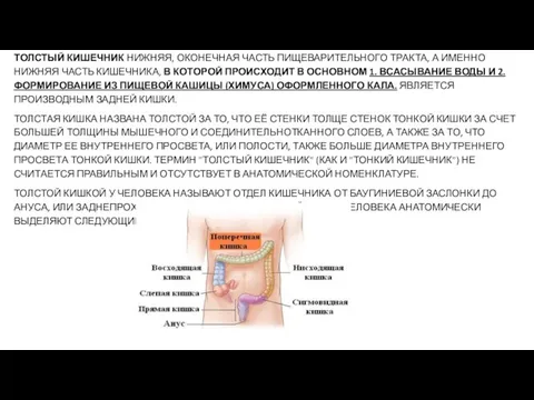 ТОЛСТЫЙ КИШЕЧНИК НИЖНЯЯ, ОКОНЕЧНАЯ ЧАСТЬ ПИЩЕВАРИТЕЛЬНОГО ТРАКТА, А ИМЕННО НИЖНЯЯ ЧАСТЬ КИШЕЧНИКА,