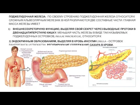 ПОДЖЕЛУДОЧНАЯ ЖЕЛЕЗА: ПО СВОЕМУ СТРОЕНИЮ ПОДЖЕЛУДОЧНАЯ ЖЕЛЕЗА ОТНОСИТСЯ К СЛОЖНЫМ АЛЬВЕОЛЯРНЫМ ЖЕЛЕЗАМ.