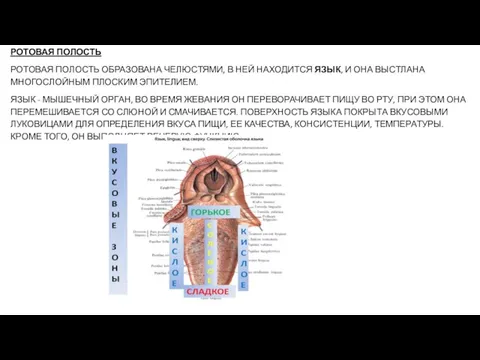 РОТОВАЯ ПОЛОСТЬ РОТОВАЯ ПОЛОСТЬ ОБРАЗОВАНА ЧЕЛЮСТЯМИ, В НЕЙ НАХОДИТСЯ ЯЗЫК, И ОНА