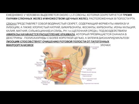 ЕЖЕДНЕВНО У ЧЕЛОВЕКА ВЫДЕЛЯЕТСЯ ОКОЛО 1,5 Л СЛЮНЫ, КОТОРАЯ СЕКРЕТИРУЕТСЯ ТРЕМЯ ПАРАМИ
