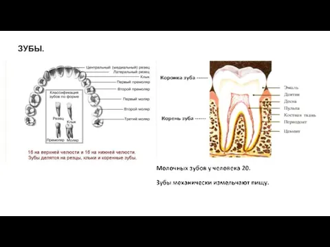 ЗУБЫ.