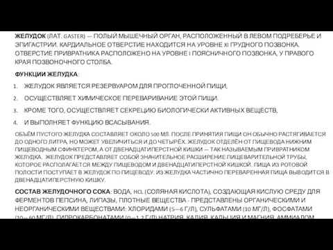 ЖЕЛУДОК (ЛАТ. GASTER) — ПОЛЫЙ МЫШЕЧНЫЙ ОРГАН, РАСПОЛОЖЕННЫЙ В ЛЕВОМ ПОДРЕБЕРЬЕ И