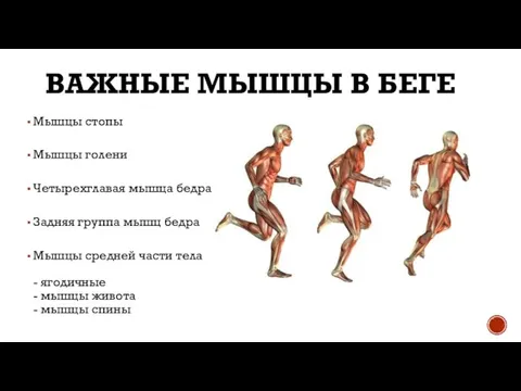 ВАЖНЫЕ МЫШЦЫ В БЕГЕ Мышцы стопы Мышцы голени Четырехглавая мышца бедра Задняя