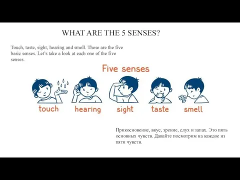 WHAT ARE THE 5 SENSES? Touch, taste, sight, hearing and smell. These