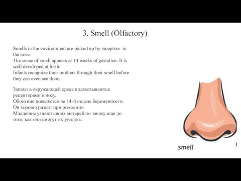 3. Smell (Olfactory) Smells in the environment are picked up by receptors