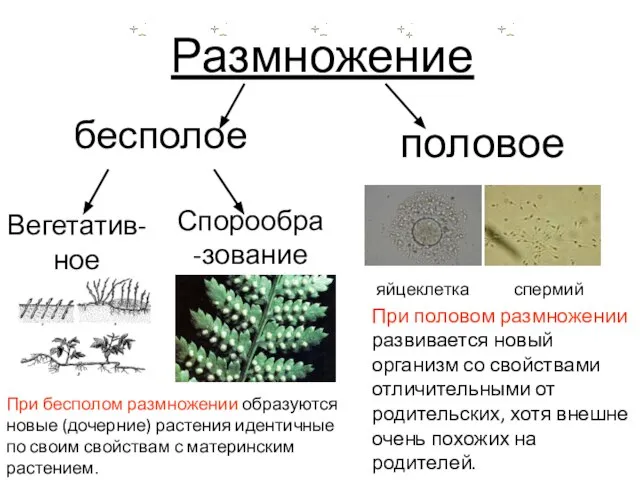 бесполое Размножение половое Вегетатив-ное Спорообра-зование яйцеклетка спермий При бесполом размножении образуются новые