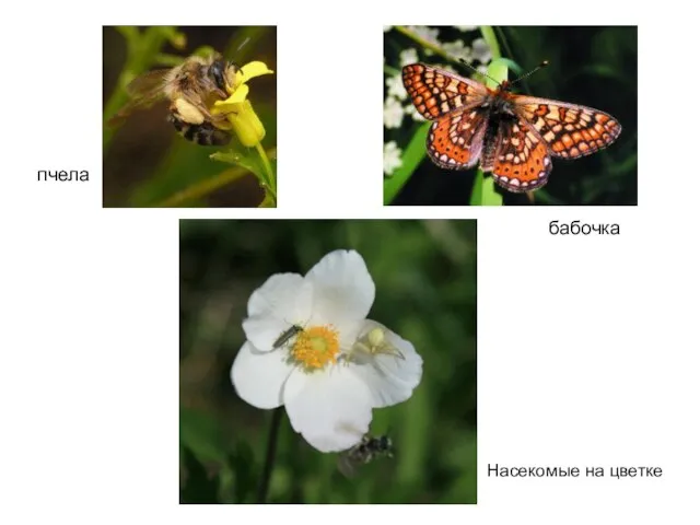 пчела бабочка Насекомые на цветке