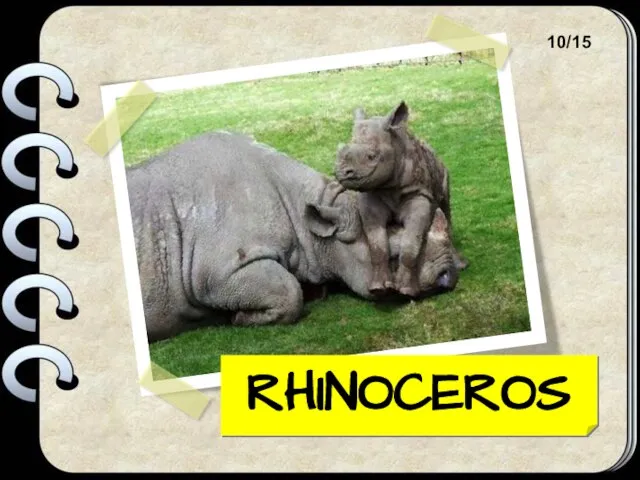 RHINOCEROS 10/15