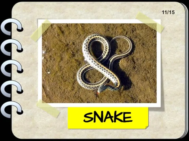 SNAKE 11/15