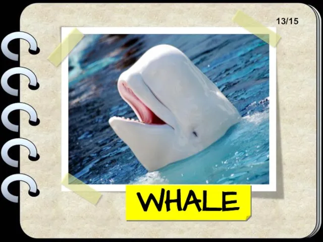 WHALE 13/15