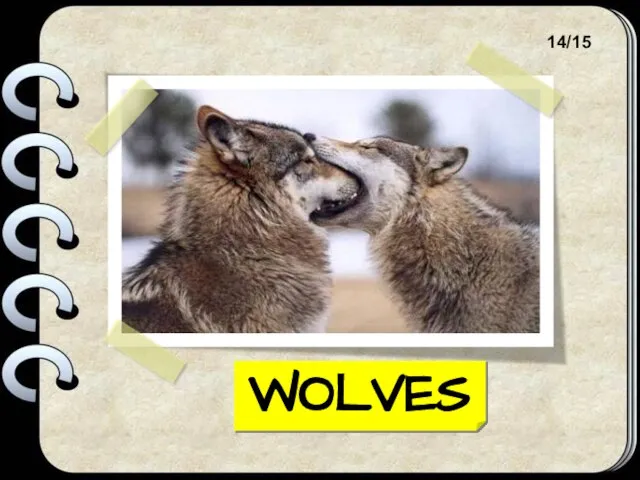 WOLVES 14/15