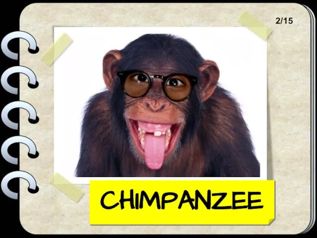 CHIMPANZEE 2/15