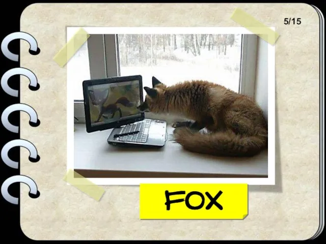 FOX 5/15