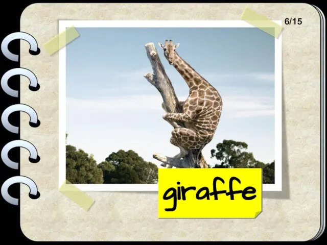 giraffe 6/15