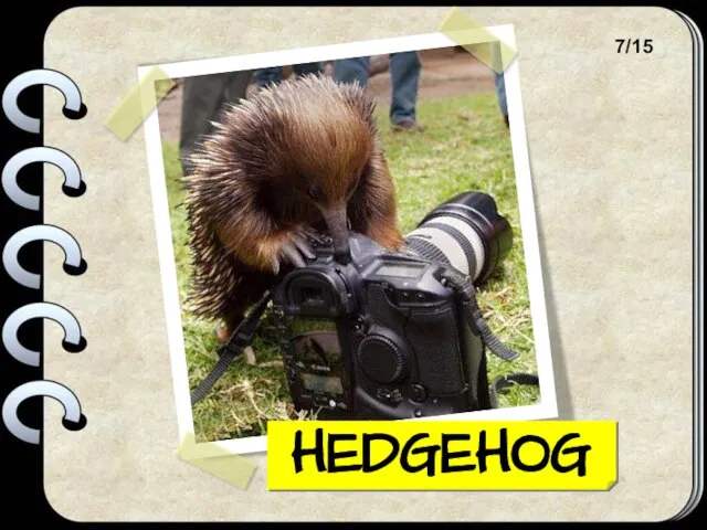 HEDGEHOG 7/15