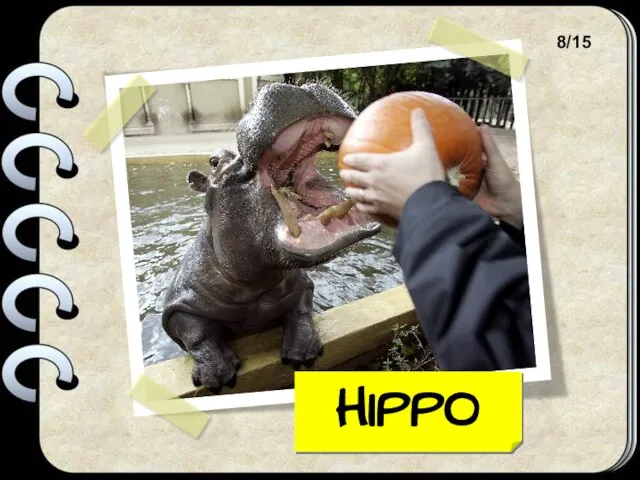 HIPPO 8/15