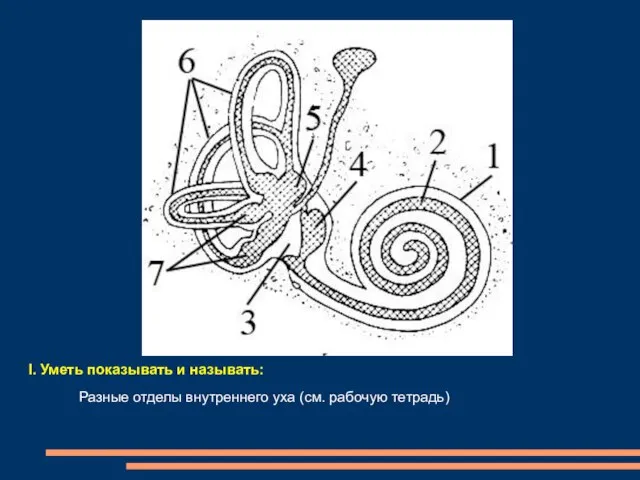I. Уметь показывать и называть: Разные отделы внутреннего уха (см. рабочую тетрадь)