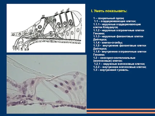 1 – спиральный орган; 1.1 – поддерживающие клетки; 1.1.1 - наружные поддерживающие