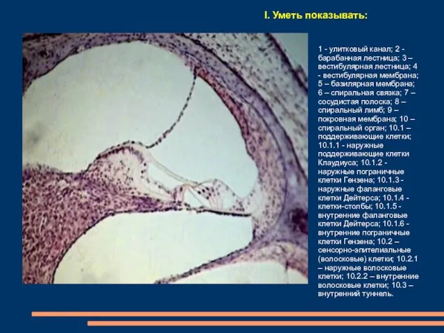 I. Уметь показывать: 1 - улитковый канал; 2 - барабанная лестница; 3