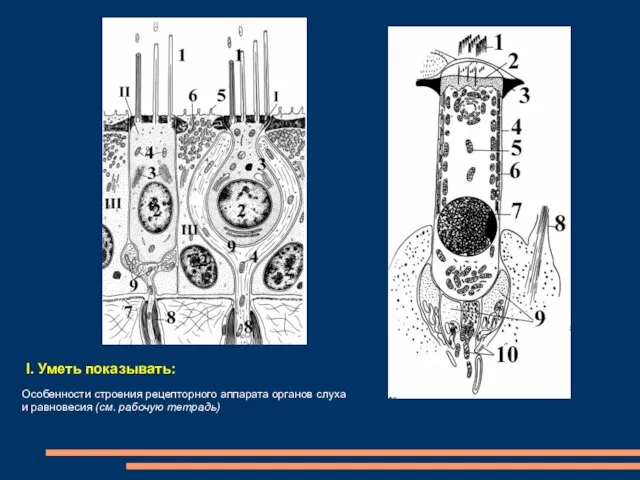 I. Уметь показывать: Особенности строения рецепторного аппарата органов слуха и равновесия (см. рабочую тетрадь)