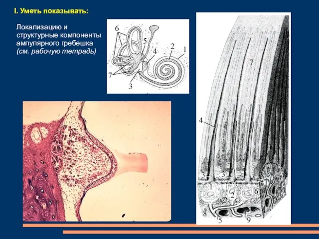 I. Уметь показывать: Локализацию и структурные компоненты ампулярного гребешка (см. рабочую тетрадь)