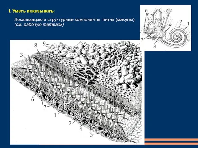 I. Уметь показывать: Локализацию и структурные компоненты пятна (макулы) (см. рабочую тетрадь)