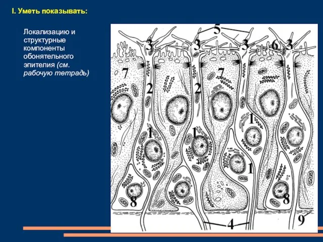 I. Уметь показывать: Локализацию и структурные компоненты обонятельного эпителия (см. рабочую тетрадь)