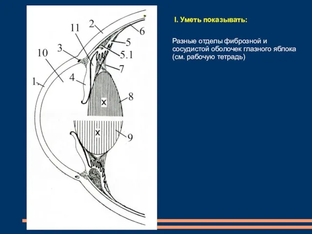 I. Уметь показывать: Разные отделы фиброзной и сосудистой оболочек глазного яблока (см. рабочую тетрадь)