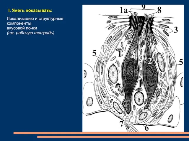 I. Уметь показывать: Локализацию и структурные компоненты вкусовой почки (см. рабочую тетрадь)