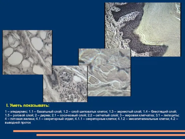 1 – эпидермис; 1.1 – базальный слой; 1.2 – слой шиповатых клеток;