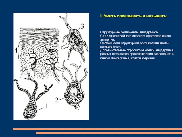 I. Уметь показывать и называть: Структурные компоненты эпидермиса: Слои многослойного плоского ороговевающего