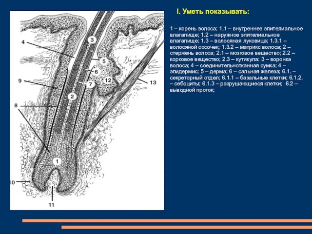 I. Уметь показывать: 1 – корень волоса; 1.1 – внутреннее эпителиальное влагалище;