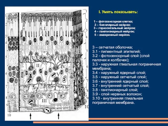 I. Уметь показывать: 1 – фотосенсорная клетка; 2 – биполярный нейрон; 3