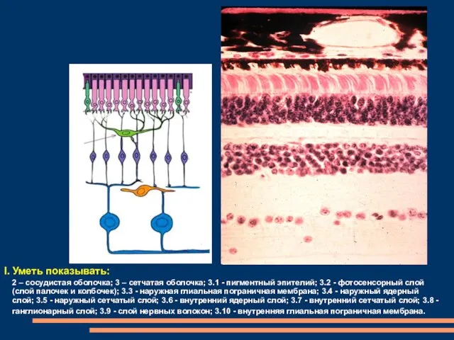2 – сосудистая оболочка; 3 – сетчатая оболочка; 3.1 - пигментный эпите­лий;