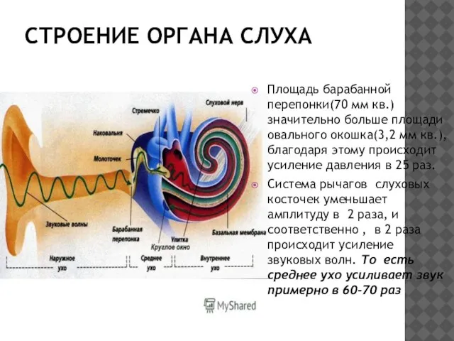 СТРОЕНИЕ ОРГАНА СЛУХА Площадь барабанной перепонки(70 мм кв.) значительно больше площади овального