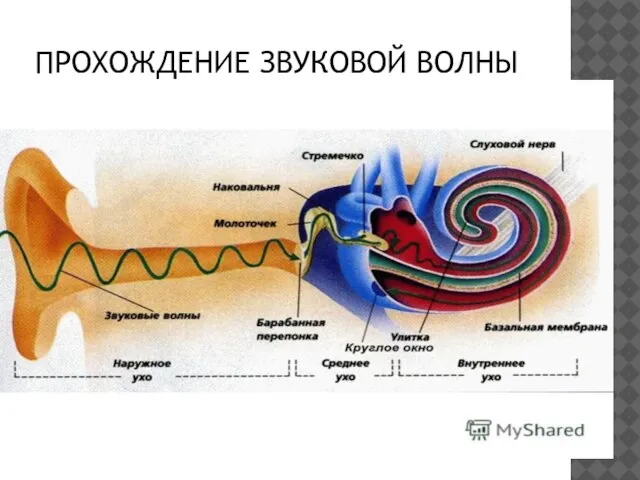 ПРОХОЖДЕНИЕ ЗВУКОВОЙ ВОЛНЫ