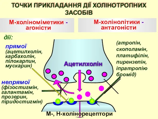 Ацетилхолін М-холіноміметики - агоністи М-холінолітики - антагоністи дії: непрямої (фізостигмін, галантамін, прозерин,